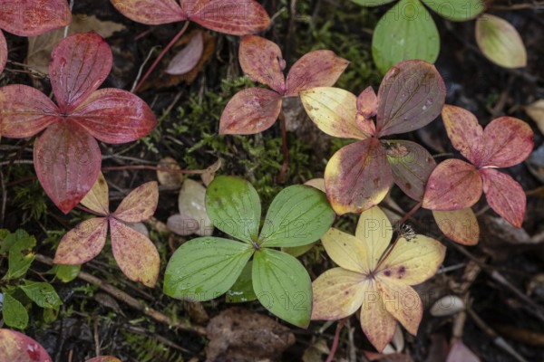 Canadian dogwood (Cornus canadensis) in autumn foliage, Alaska, USA