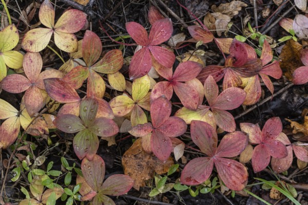 Canadian dogwood (Cornus canadensis) in autumn foliage, Alaska, USA