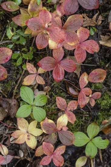 Canadian dogwood (Cornus canadensis) in autumn foliage, Alaska, USA
