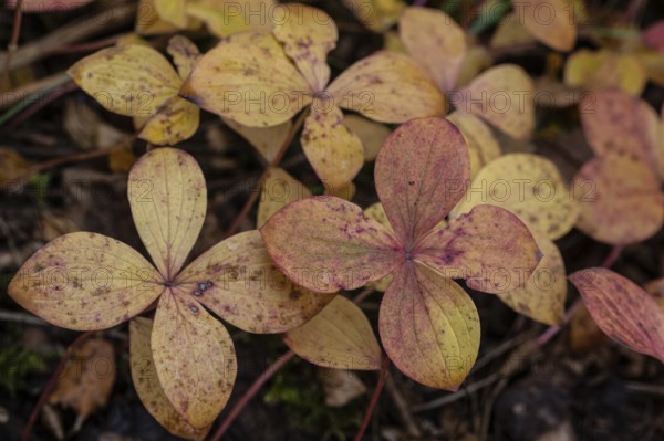Canadian dogwood (Cornus canadensis) in autumn foliage, Alaska, USA