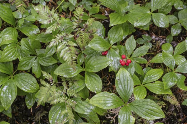 Canadian dogwood (Cornus canadensis), Alaska, USA