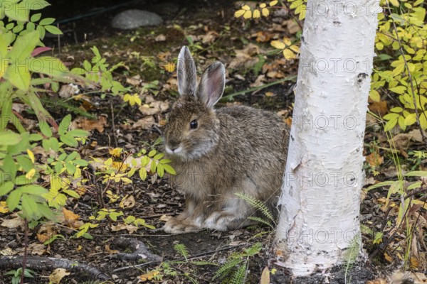 Snowshoe hare (Lepus americanus), Alaska, USA