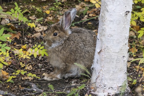 Snowshoe hare (Lepus americanus), Alaska, USA