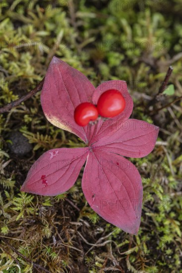 Canadian dogwood (Cornus canadensis) in autumn foliage, Alaska, USA