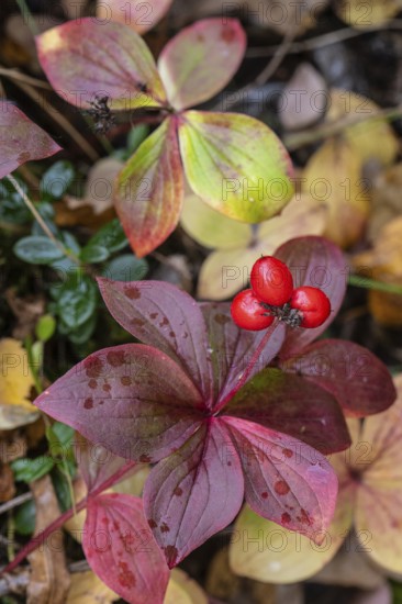 Canadian dogwood (Cornus canadensis) in autumn foliage, Alaska, USA
