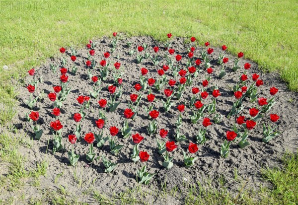 Red flowers of tulips on a flower bed. Krasnodar, Russia