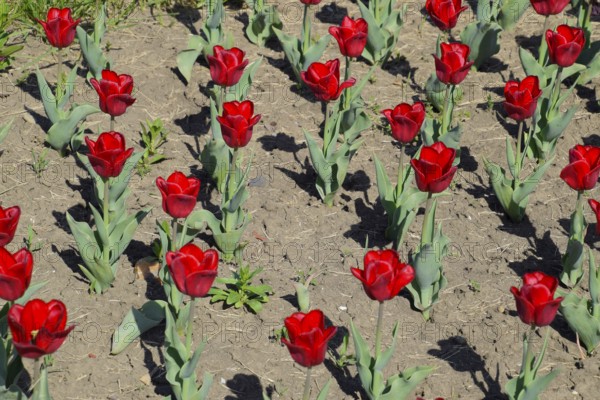 Red flowers of tulips on a flower bed. Krasnodar, Russia