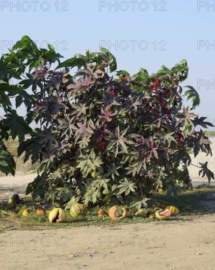 Large bushes of Ricinus. A plant from which castor oil is made. Atyrau, Kazakhstan