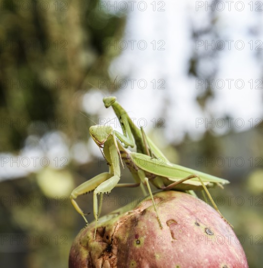 Mantis on a red background. Mating mantises. Mantis insect predator