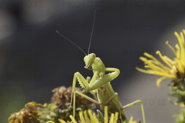 The female mantis religios. Predatory insects. Huge green female mantis