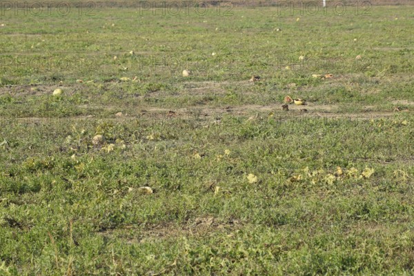 An abandoned field of watermelons and melons. Atyrau, Kazakhstan
