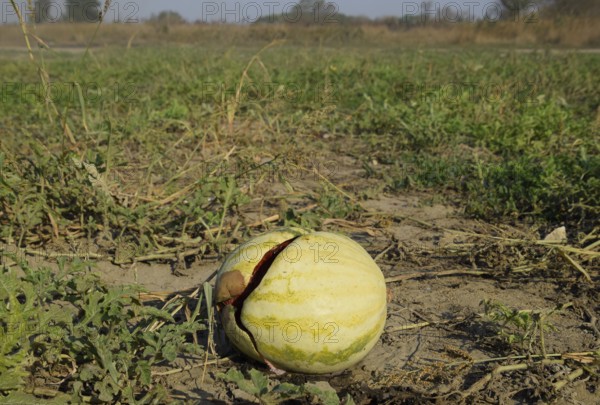 Chopped old rotten watermelon. An abandoned field of watermelons and melons. Atyrau, Kazakhstan