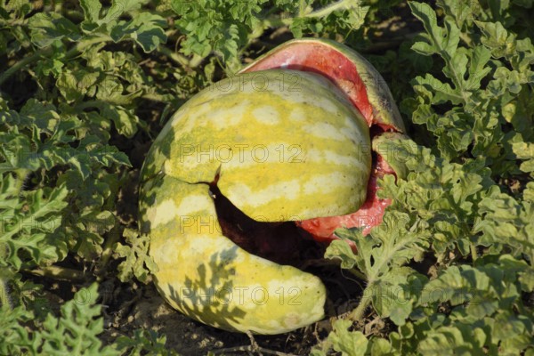 Chopped old rotten watermelon. Atyrau, Kazakhstan
