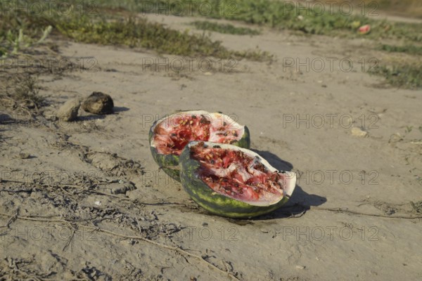 Split in two an old rotten watermelon. RAtyrau, Kazakhstan