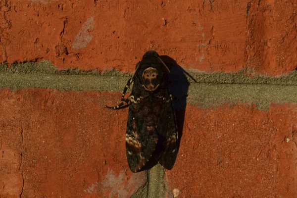 Dead head. The large massive butterfly belonging to family of brazhnik. Atyrau, Kazakhstan
