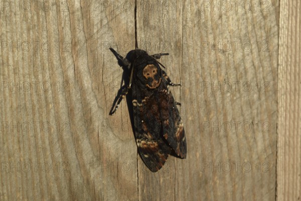 Dead head. The large massive butterfly belonging to family of brazhnik. Atyrau, Kazakhstan
