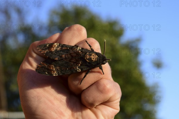 Dead head. The large massive butterfly belonging to family of brazhnik. Atyrau, Kazakhstan