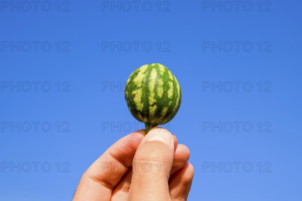 A small watermelon in the hand against the blue sky. Atyrau, Kazakhstan