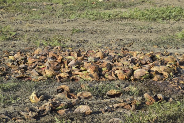 Heaps of rotting watermelons. Peel of melon. Atyrau, Kazakhstan