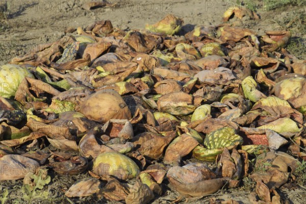 Heaps of rotting watermelons. Peel of melon. Atyrau, Kazakhstan