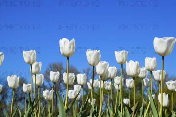 Better tulip flowers against the blue sky. Krasnodar, Russia