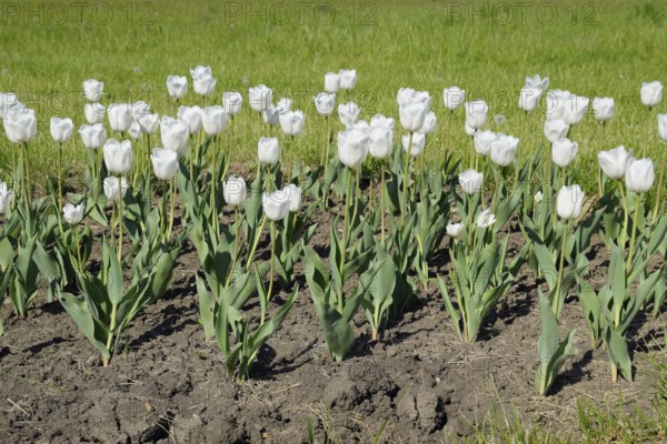 A flower bed with white tulips. Krasnodar, Russia