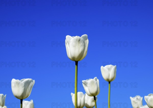 Better tulip flowers against the blue sky. Krasnodar, Russia