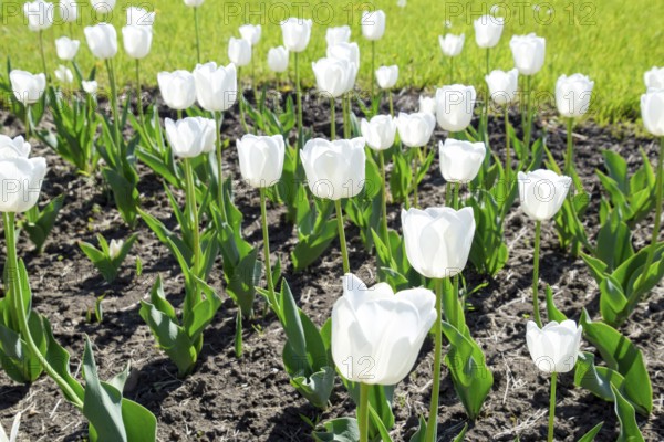 A flower bed with white tulips. Krasnodar, Russia