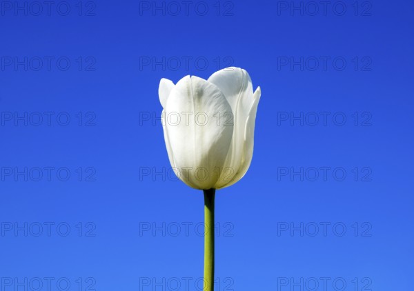 Better tulip flowers against the blue sky. Krasnodar, Russia