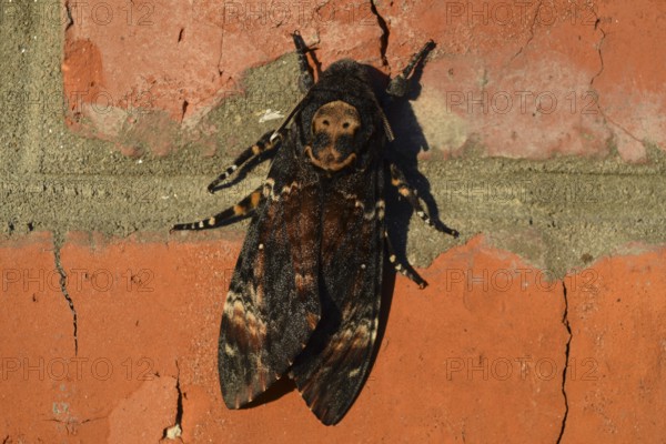 Dead head. The large massive butterfly belonging to family of brazhnik. Atyrau, Kazakhstan