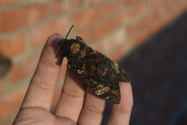 Dead head. The large massive butterfly belonging to family of brazhnik. Atyrau, Kazakhstan