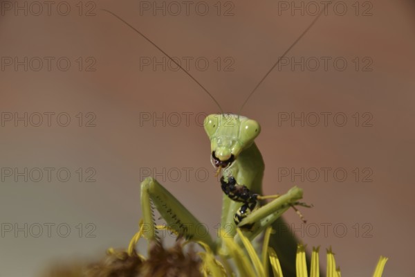 The female praying mantis devouring wasp. Krasnodar, Russia