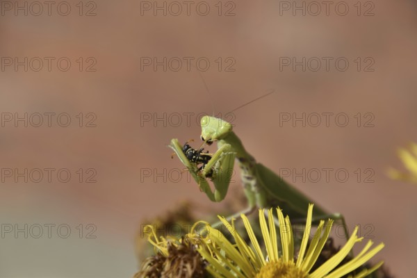 The female praying mantis devouring wasp. The female mantis religios. Predatory insects. Huge green female mantis