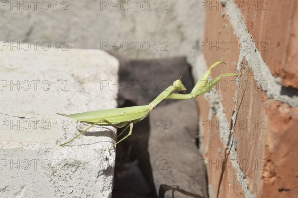 Mantis, climbing on a brick wall. The female mantis religios. Predatory insects. Huge green female mantis