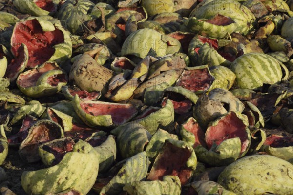 Heaps of rotting watermelons. Peel of melon. Atyrau, Kazakhstan