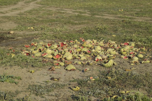 Heaps of rotting watermelons. Atyrau, Kazakhstan