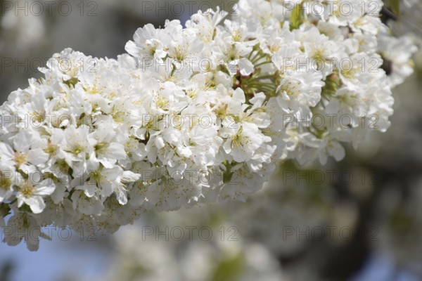 Prunus avium Flowering cherry. Atyrau, Kazakhstan