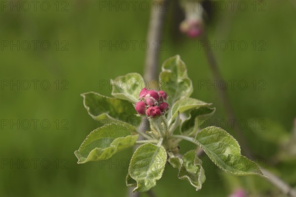 Flowers of an apple tree on a branch. Krasnodar, Russia