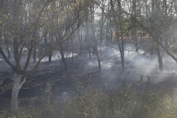 Fire in the forest. Fire and smoke in the forest litter. Atyrau, Kazakhstan