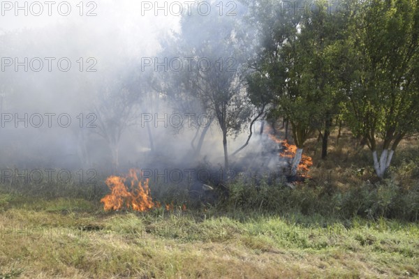 Fire in the forest. Fire and smoke in the forest litter. Atyrau, Kazakhstan