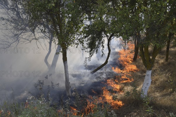 Fire in the forest. Fire and smoke in the forest litter. The grass is burning in the forest. Atyrau, Kazakhstan