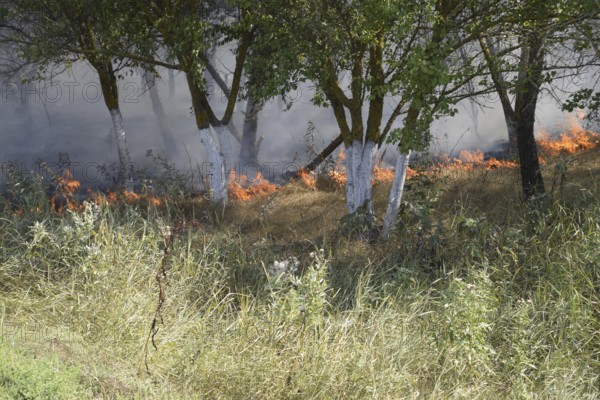 Fire in the forest. Fire and smoke in the forest litter. Atyrau, Kazakhstan