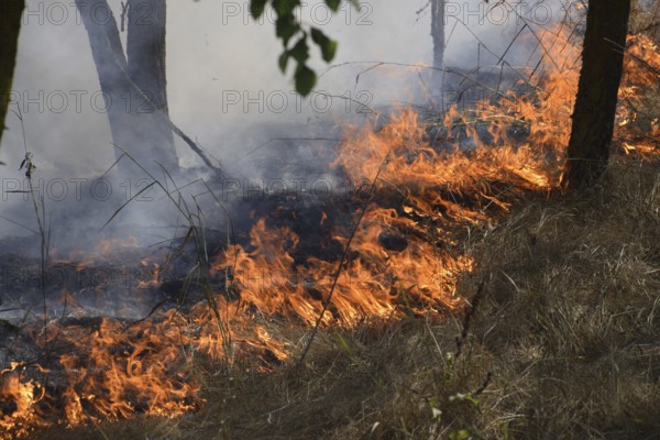 Fire in the forest. Fire and smoke in the forest litter. Atyrau, Kazakhstan