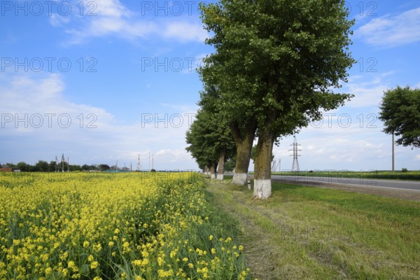 Field of rape near the road. A tree near the road. Krasnodar, Russia