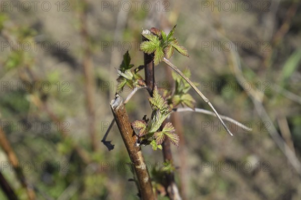 Young shoots of raspberries. Spring in the garden. Blossoming buds of raspberries