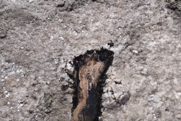 Human foot in the mud and salt lake brine. Taman, Krasnodar Krai, Russia