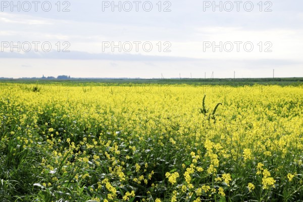Rapeseed field. Yellow rape flowers, field landscape. Krasnodar, Russia