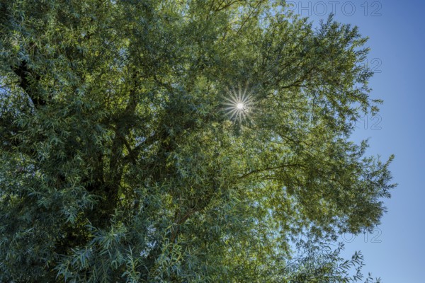 Bright summer's day with a bright blue sky. Rays of sunlight shine through the dense leaves of a large, green tree and create a beautiful play of light. Bogen, Lower Bavaria