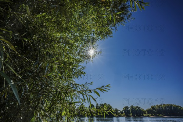 The sun shines brightly over a calm river. Green plants grow on the banks. It is a clear, blue summer's day and the scene is peaceful. Bogen, Lower Bavaria