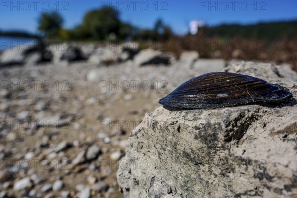A large shell lies on a grey rock on the shore of a calm body of water. The sun is shining and the sky is clear. Bogen, Lower Bavaria